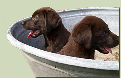 labradorpups1