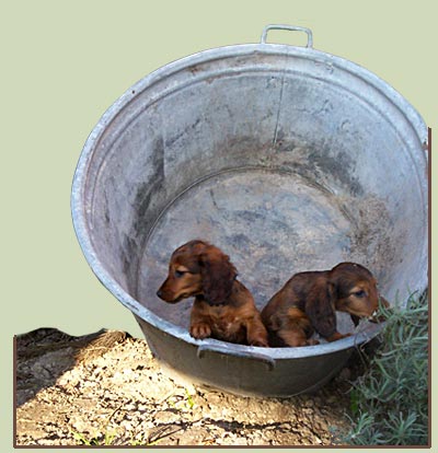 teckelpups1